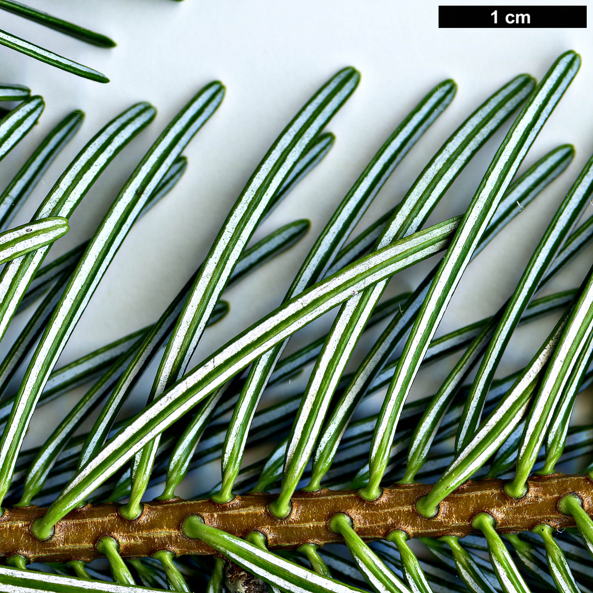 High resolution image: Family: Pinaceae - Genus: Abies - Taxon: nordmanniana - SpeciesSub: subsp. equi-trojani High resolution image: Family: Pinaceae - Genus: Abies - Taxon: nordmanniana - SpeciesSub: subsp. equi-trojani